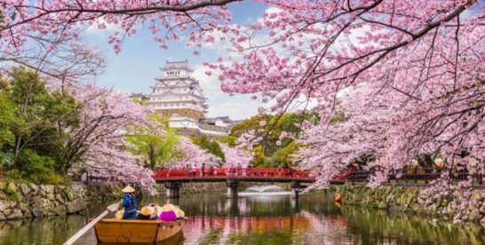 Cùng khám phá lễ hội hoa anh đào ở Nhật Bản